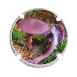 ROGER BERTRAND--V.22208--X.80808