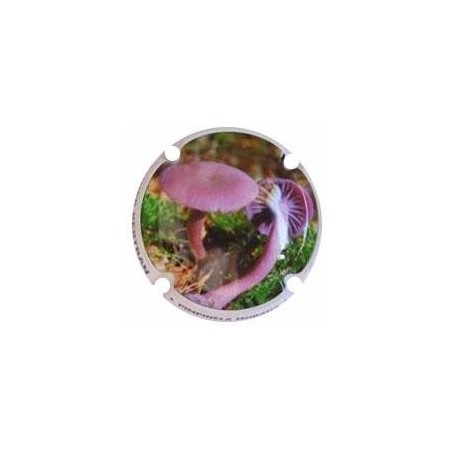 ROGER BERTRAND--V.22208--X.80808